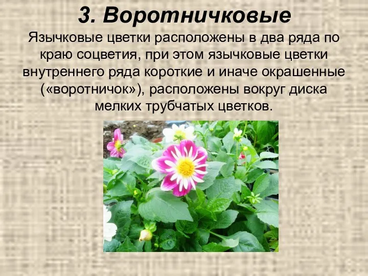 3. Воротничковые Язычковые цветки расположены в два ряда по краю соцветия, при этом