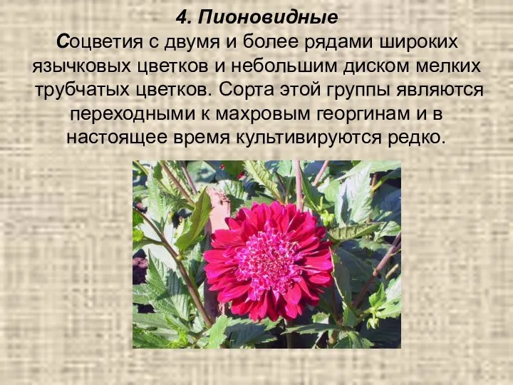 4. Пионовидные Соцветия с двумя и более рядами широких язычковых цветков и небольшим