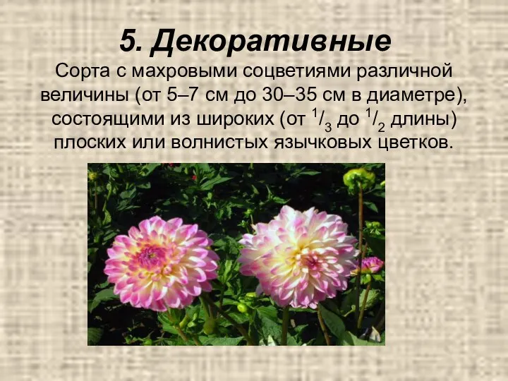 5. Декоративные Сорта с махровыми соцветиями различной величины (от 5–7 см до 30–35