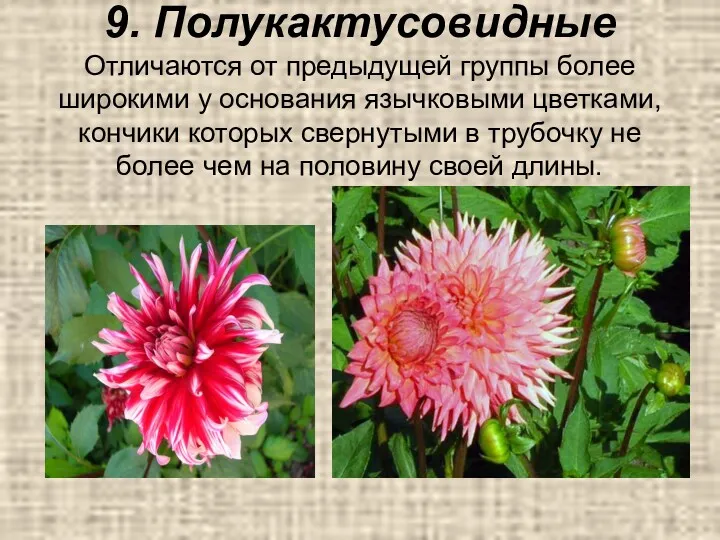 9. Полукактусовидные Отличаются от предыдущей группы более широкими у основания язычковыми цветками, кончики