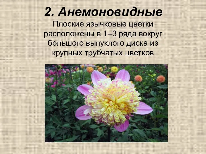 2. Анемоновидные Плоские язычковые цветки расположены в 1–3 ряда вокруг большого выпуклого диска
