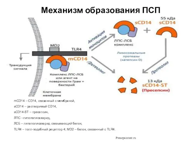 Механизм образования ПСП . mCD14 – СD14, связанный с мембраной,