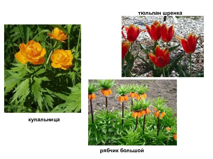 тюльпан шренка ьпан рябчик большой купальница