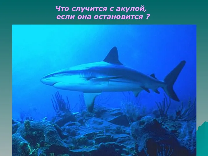 Что случится с акулой, если она остановится ? Почему? (4