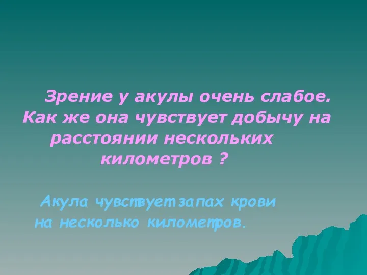 Зрение у акулы очень слабое. Как же она чувствует добычу