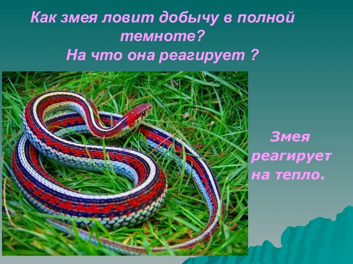 Как змея ловит добычу в полной темноте? На что она реагирует ? Змея реагирует на тепло.