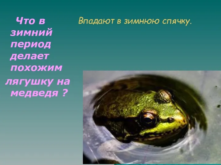 Впадают в зимнюю спячку. Что в зимний период делает похожим лягушку на медведя ?