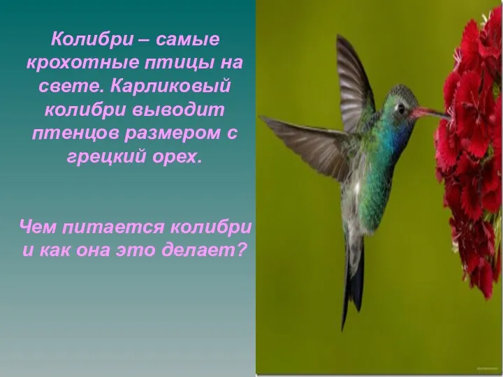 Колибри – самые крохотные птицы на свете. Карликовый колибри выводит