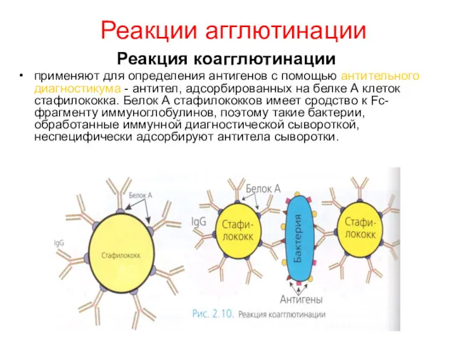 Реакции агглютинации Реакция коагглютинации применяют для определения антигенов с помощью