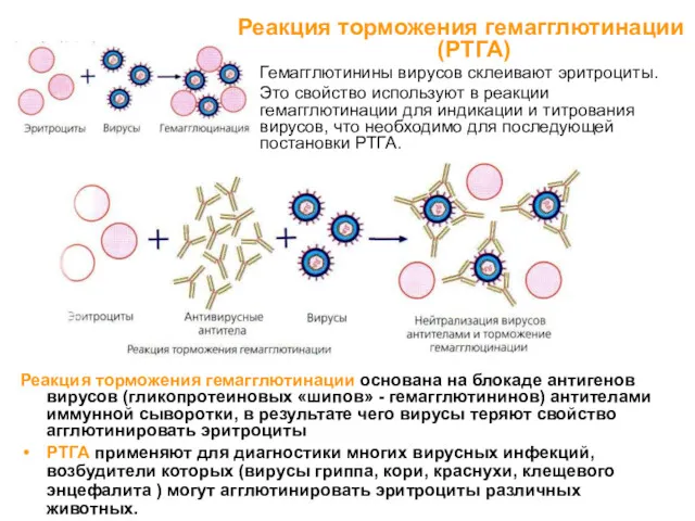 Реакция торможения гемагглютинации (РТГА) Гемагглютинины вирусов склеивают эритроциты. Это свойство