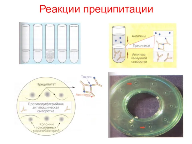 Реакции преципитации