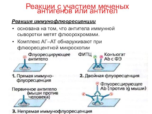 Реакции с участием меченых антигенов или антител Реакция иммунофлюоресценции основана