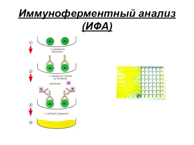 Иммуноферментный анализ (ИФА)