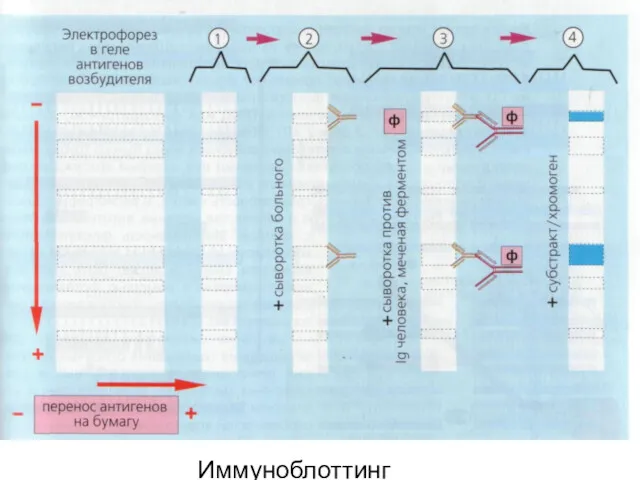 Иммуноблоттинг