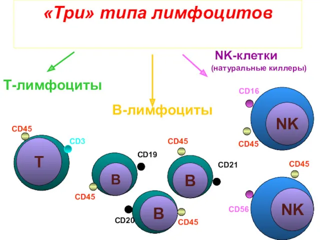 «Три» типа лимфоцитов Т-лимфоциты В-лимфоциты NK-клетки (натуральные киллеры) CD45 CD3