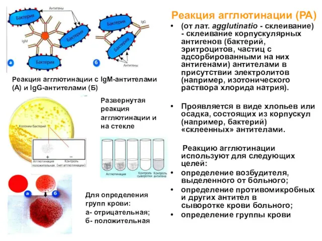 Реакция агглютинации (РА) (от лат. agglutinatio - склеивание) - склеивание