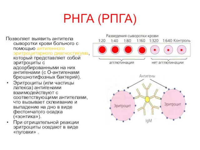 РНГА (РПГА) Позволяет выявить антитела сыворотки крови больного с помощью