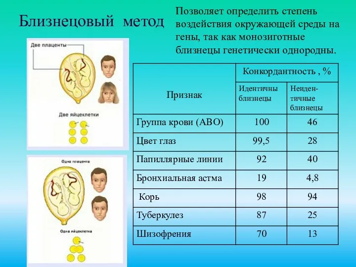 Близнецовый метод Позволяет определить степень воздействия окружающей среды на гены, так как монозиготные близнецы генетически однородны.