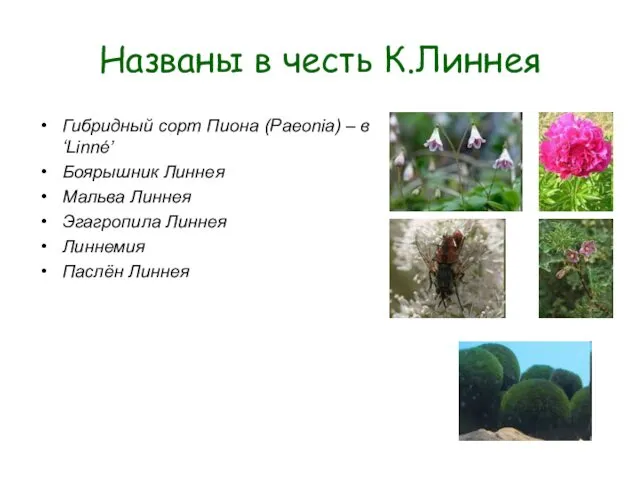 Названы в честь К.Линнея Гибридный сорт Пиона (Paeonia) – в ‘Linné’ Боярышник Линнея