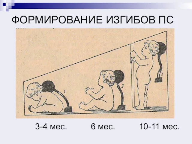 ФОРМИРОВАНИЕ ИЗГИБОВ ПС 3-4 мес. 6 мес. 10-11 мес.