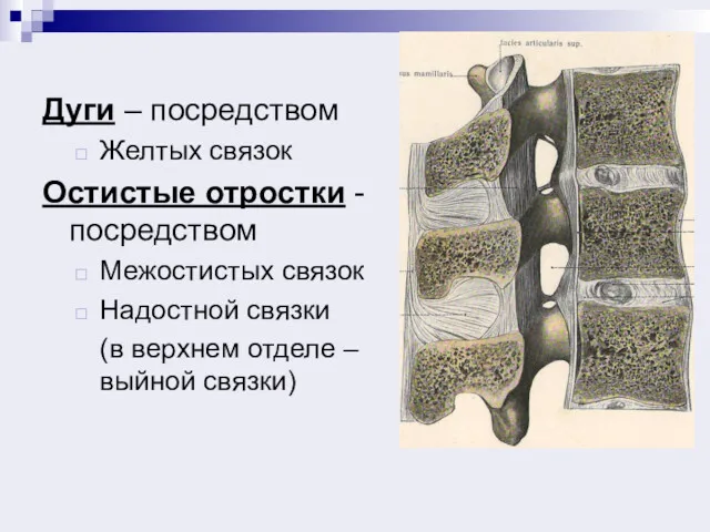 Дуги – посредством Желтых связок Остистые отростки - посредством Межостистых