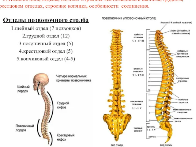 3. Позвоночник, отделы, изгибы. Строение тел позвонков в шейном, грудном,