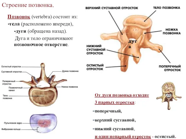 Строение позвонка. Позвонок (vertebra) состоит из: тела (расположено впереди), дуги