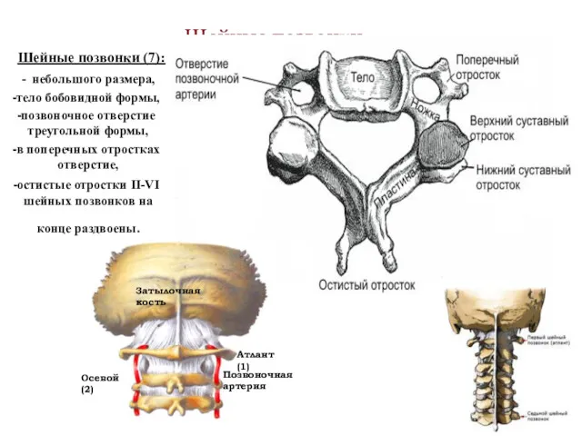 Шейные позвонки Шейные позвонки (7): - небольшого размера, тело бобовидной