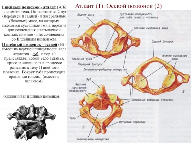 Атлант (1). Осевой позвонок (2) I шейный позвонок - атлант