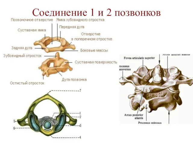 Соединение 1 и 2 позвонков