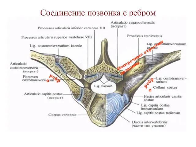 Соединение позвонка с ребром ребро Поперечные отростки позвонка ребро