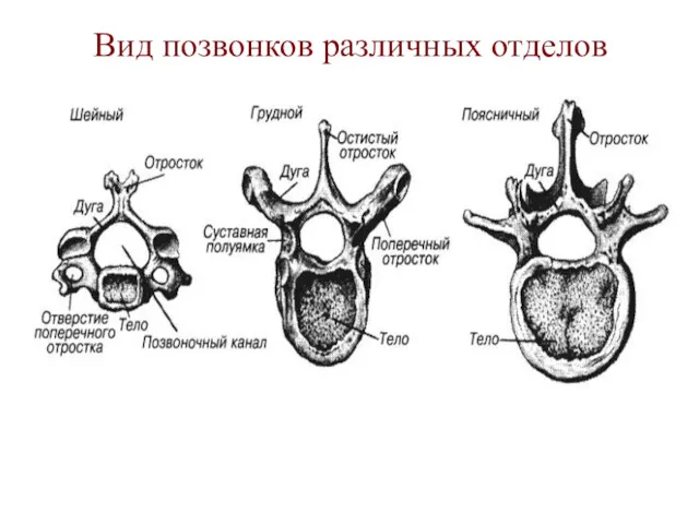 Вид позвонков различных отделов