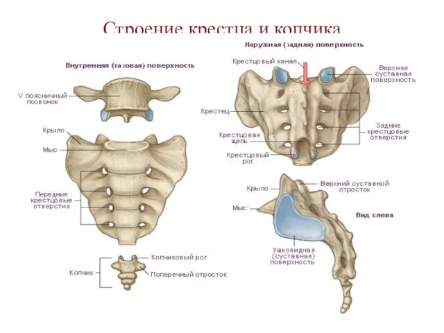 Строение крестца и копчика