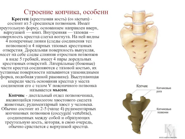 Строение копчика, особенности соединения Крестец (крестцовая кость) (os sacrum) -