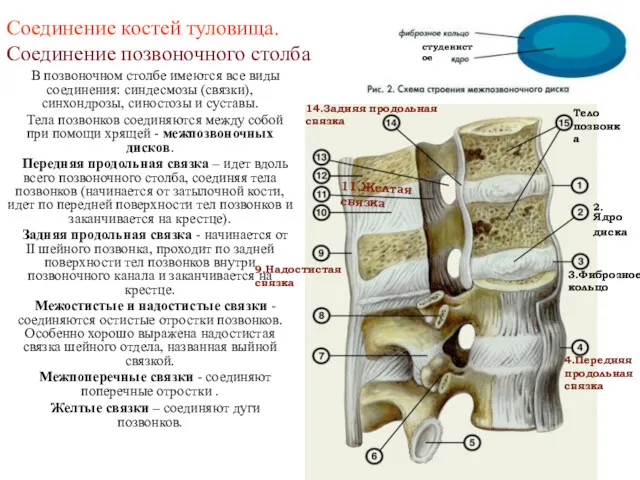 Соединение костей туловища. Соединение позвоночного столба В позвоночном столбе имеются