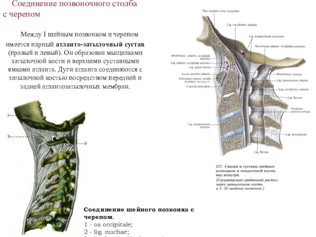 Соединение позвоночного столба с черепом Между I шейным позвонком и