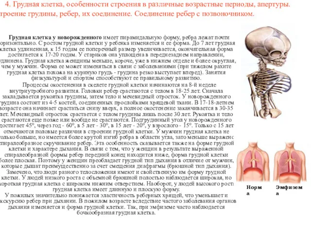4. Грудная клетка, особенности строения в различные возрастные периоды, апертуры.