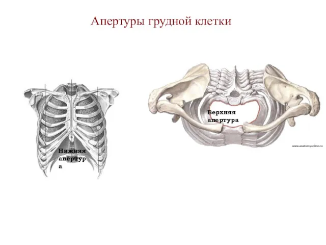 Апертуры грудной клетки Верхняя апертура Нижняя апертура