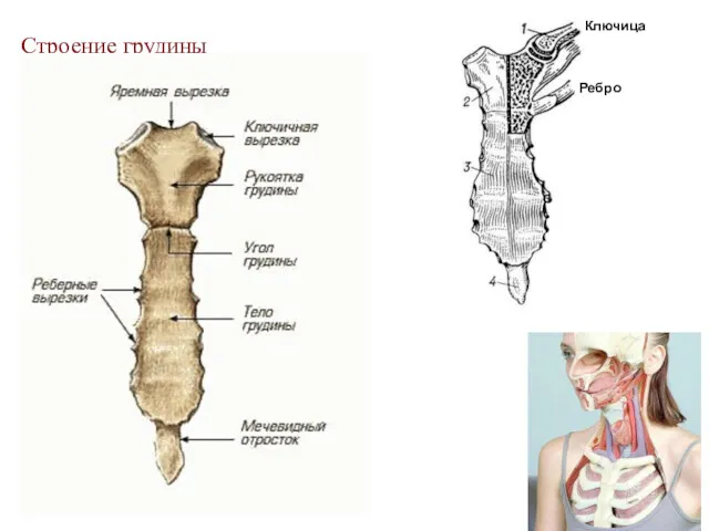 Строение грудины Ключица Ребро