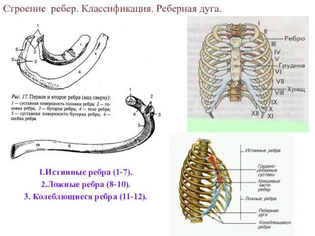 Строение ребер. Классификация. Реберная дуга. 1.Истинные ребра (1-7). 2.Ложные ребра (8-10). 3. Колеблющиеся ребра (11-12).