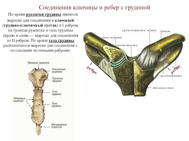 Соединения ключицы и ребер с грудиной По краям рукоятки грудины