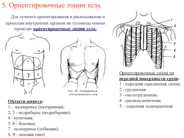 5. Ориентировочные линии тела. Для лучшего ориентирования в расположении и