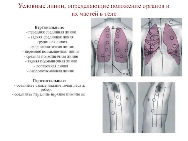 Условные линии, определяющие положение органов и их частей в теле