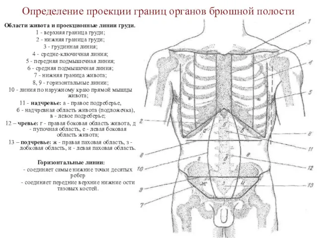 Определение проекции границ органов брюшной полости Области живота и проекционные