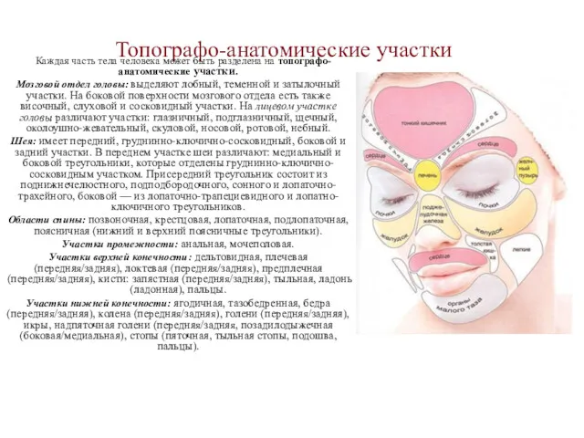 Топографо-анатомические участки Каждая часть тела человека может быть разделена на