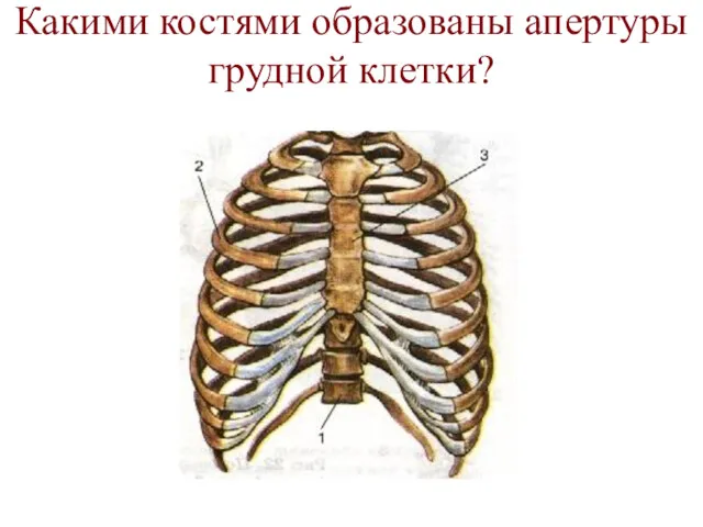 Какими костями образованы апертуры грудной клетки?