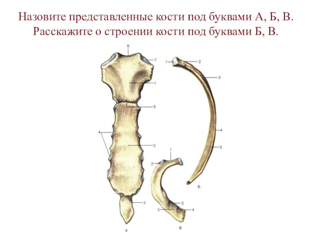 Назовите представленные кости под буквами А, Б, В. Расскажите о строении кости под буквами Б, В.