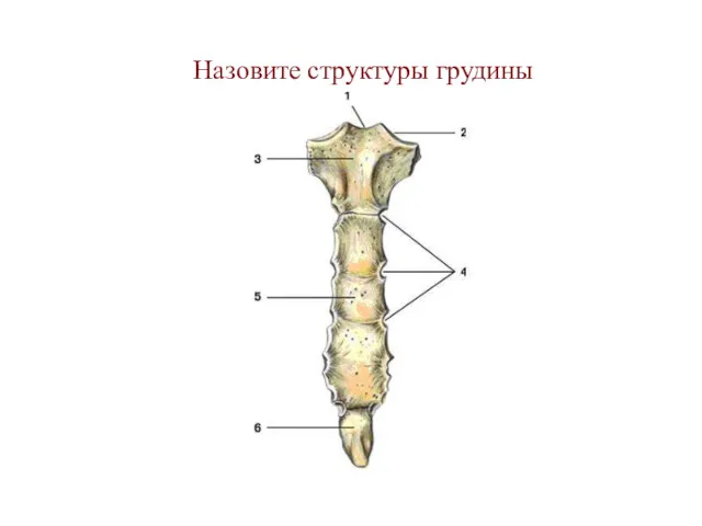 Назовите структуры грудины