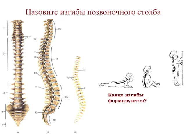 Назовите изгибы позвоночного столба Какие изгибы формируются?