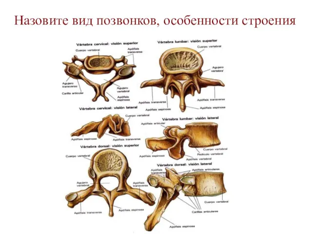 Назовите вид позвонков, особенности строения